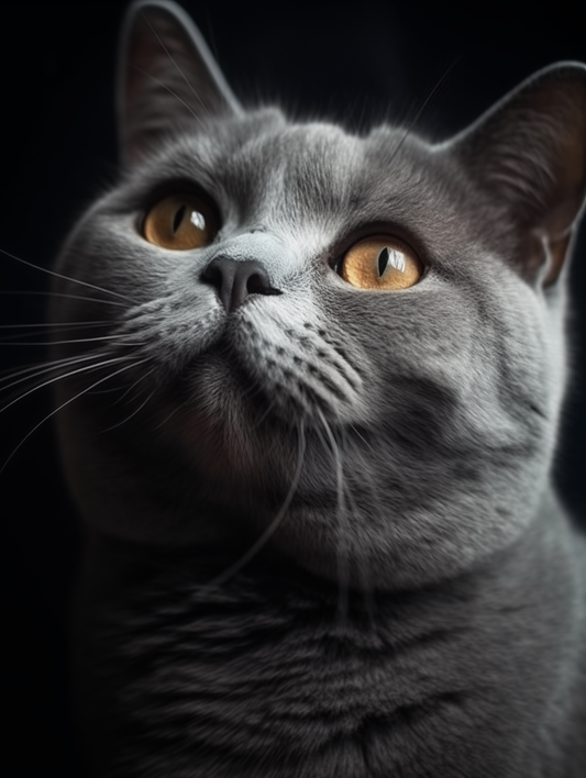 British Shorthair - Poster